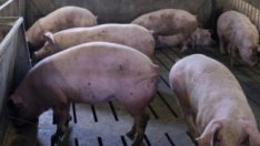 Защо китайските имотни гиганти купуват свинеферми?