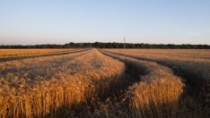 Блокираното зърно ще може да напусне Украйна през три пристанища