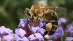 Австралия налага блокада за пчели след нашествие на опасен акар