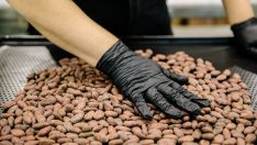 Какаото поскъпна рекордно и вече е по-скъпо от медта