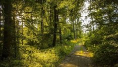 Стопанската дейност намалява защитната роля на горите ни