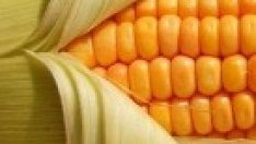 Agrocorp предвижда ценови рекорд при царевицата през 2011