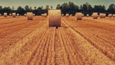 Зърнените култури поскъпват с 26% на годишна база през второто тримесечие