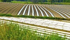 Расте наемането на работници за земеделието с еднодневни трудови договори