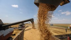 Има ли риск от недостиг на зърно у нас заради войната в Украйна?