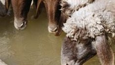 Броят на фермите ще намалее до 2014 г., отглежданите животни ще се увеличат