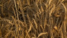 Черноморските пристанища остават най-бързия начин за износ на зърно от Украйна