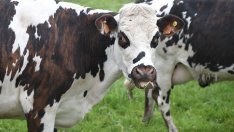 Всеки път, когато обвинявате кравите за климатичните промени, петролният сектор се смее