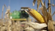 Васил Симов: Рекордното производство на царевица може да намали цената ѝ