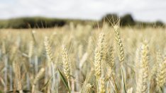 Цените на основните зърнени стоки на световните пазари остават стабилни към края на август