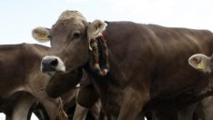 Агросекторът получи обещание за 1,3 млрд. лв. субсидии през 2012 г.