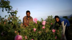 Розово бъдеще за розовото масло?