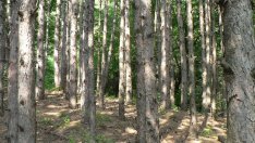 С. Бъчварова: Новият Закон за горите дава равен достъп на фирмите за  дърводобив