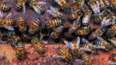 Коктейлите от пестициди засилват смъртността при пчелите
