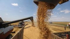 Пшеницата и царевицата в САЩ поскъпват през седмицата заради силния износ