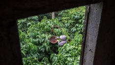 Климатичните промени правят кафето сутрин все по-горчиво и по-скъпо