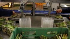 Великобритания е пред криза с реколтата от аспержи заради недостиг на работници