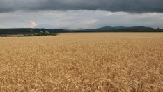 Очаква се рекордна реколта от пшеница в България от близо 6 млн. тона