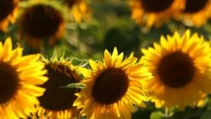 78 лв. на хектар е спешната финансова помощ за производители на слънчоглед