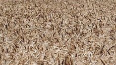 Ожънати са 80% от площите, засети с пшеница