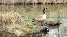 Фонд „Земеделие“ изплати над 58 млн. лева за агроекология