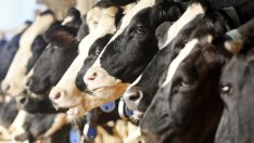 Фермери от Подбалкана искат облекчаване на режима за директни продажби