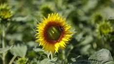 Забраните за внос поставят под въпрос солидарността на ЕС с Украйна