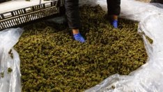 САЩ разрешават на компаниите за канабис да работят с банки