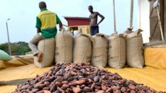 Какво предизвиква поскъпване на какаото с близо 5% в един ден?