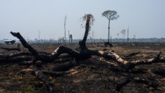 Бразилия отчита почти рекордно обезлесяване в рамките на година