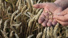 Събитията в Украйна и зърнените пазари