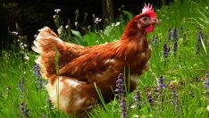 Спрените от продажба яйца с фипронил у нас са около 1,5 млн.