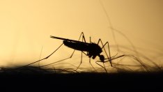 Изменението на климата може да влоши повечето болести при човека