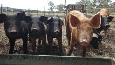 Започва принудително евтаназиране на прасета в Южна България