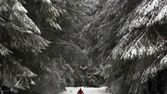 Графика на деня: Делът на унищожените гори в ЕС за периода 2001 &ndash; 2013 г.