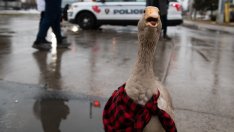 Изкуството на данъчното облагане