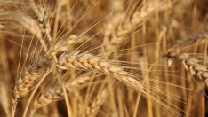 Реколтата от пшеница в България е добра, но хлебната е само 30-35%