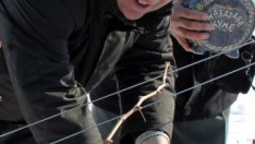 През 2011 г. е изнесено над половината от произведеното вино в страната