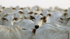 ЕК: Кравите не разбират защо се хранят в различен час при смените на часовника