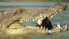 Перспективен бизнес - ферма за крокодили 