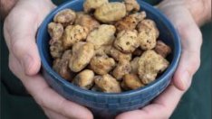 Чудната история на трюфела 