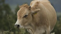 Прошуто или луканка?