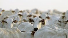 Животновъдите ще получат над 94 млн. лв. по схеми за обвързана подкрепа