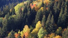 Заработи онлайн платформа за опазване на горите