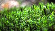 В 200 хил. хектара държавни гори спира добивът на дървесина