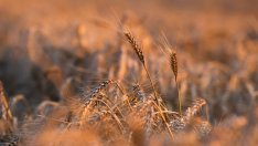 Володимир Зеленски: Украйна може да загуби десетки милиони тонове зърно