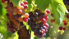 Износът на вино от България расте