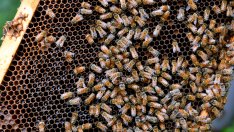 Бивши служители на Google ще разработват ИИ, вдъхновен от печелите и рибите