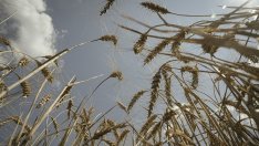 Русия очаква лоша реколта и слаби добиви от пшеница