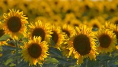 Фермери в Добричко очакват 200 кг слънчоглед от декар заради сушата